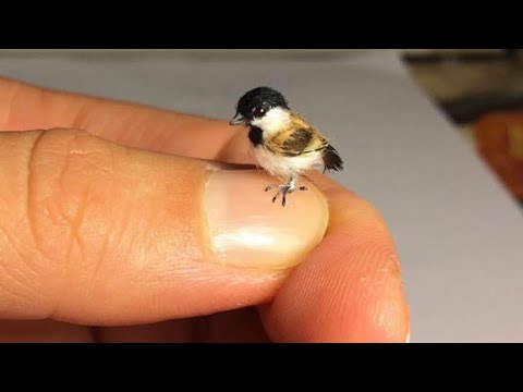 Video: Yang mana burung dan lebah?