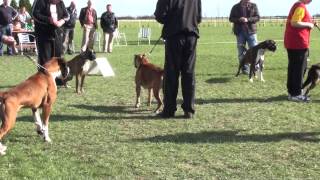 Central European Boxer Show in Hungary 2012 - FINAL