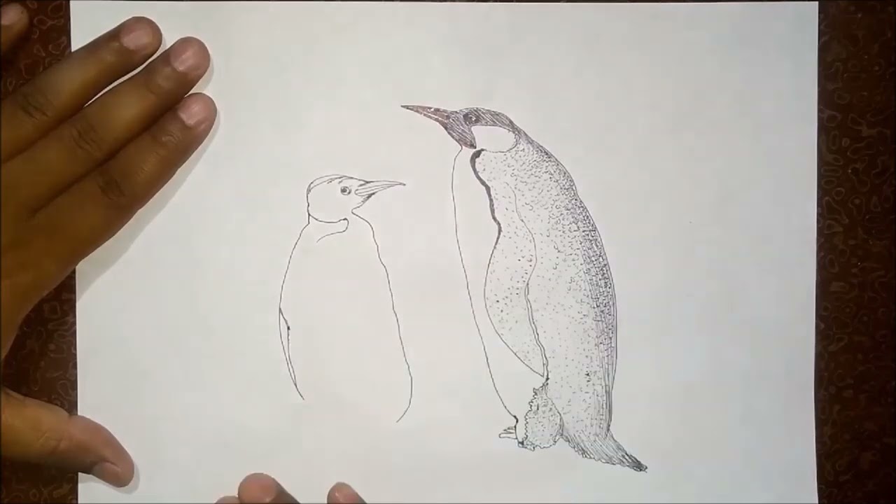 How to draw Penguin II Bird drawing - YouTube