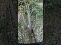 Бензопила от первого лица | FPV chainsaw #chainsaw #tools #stihl