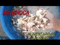 COMPREI MANDIOCA QUEBRADA PARA ALIMENTAÇÃO DAS MINHAS PORCAS ( Alimentos  ALTERNATIVOS para suínos)