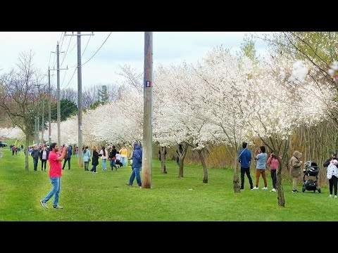 Best Places to See Cherry Blossoms in Toronto - Etobicoke Centennial Park