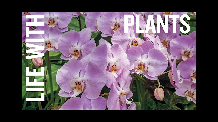 The Planthunter: Truth, Beauty, Chaos, and Plants ...