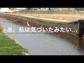 天然鯉が生息する川・鳥取県岩美町吉田川