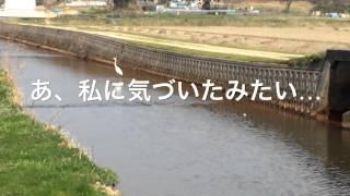 天然鯉が生息する川・鳥取県岩美町吉田川