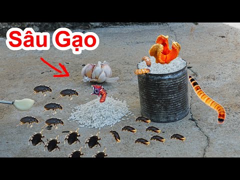 Video: Làm Thế Nào để Gạo Có Màu Vàng