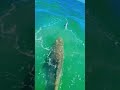 fish big #fypシ #fishing #fishingvideo #fishingvideo #fish #sea #ocean #fishinglife #seafood