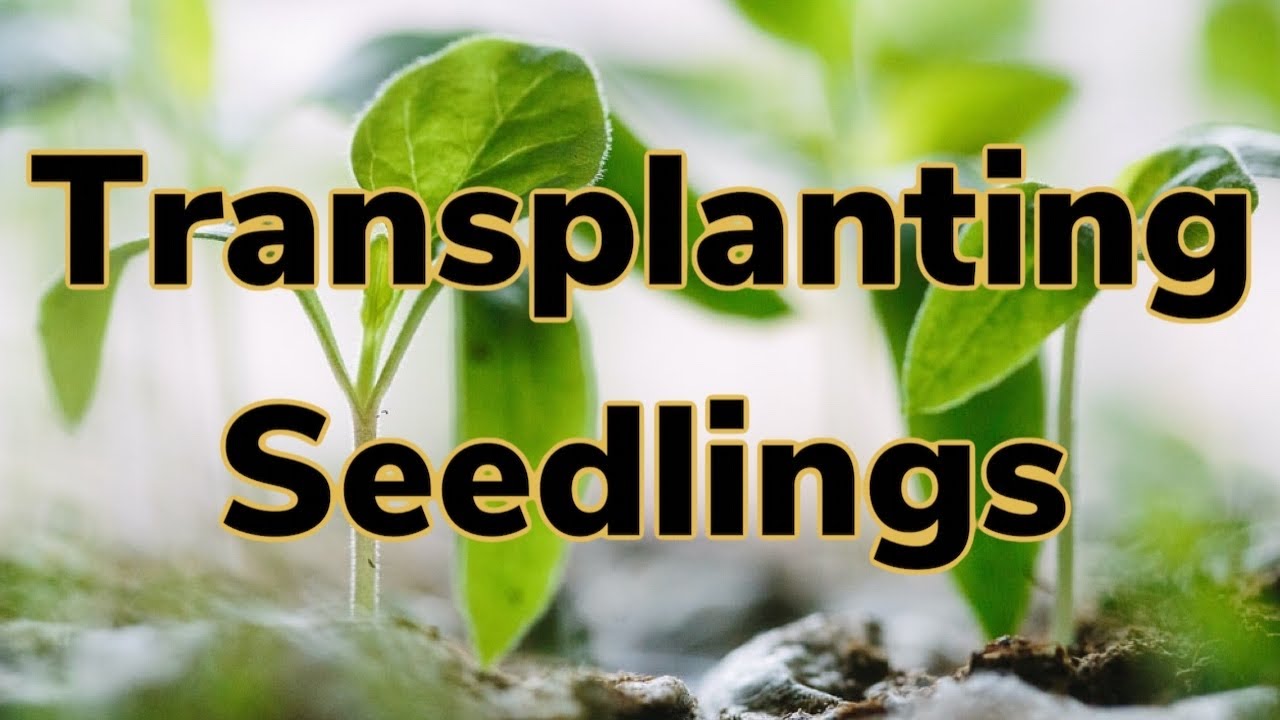 Transplanting Seedlings