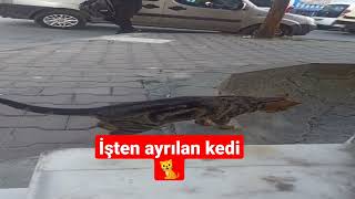 İşten Ayrılan Kedi 