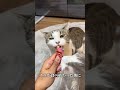 ちゅーるとまたたびの反応の違い#short#またたび#cat