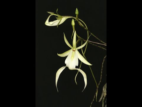 Polyrrhiza lindenii (Орхидея призрак)...