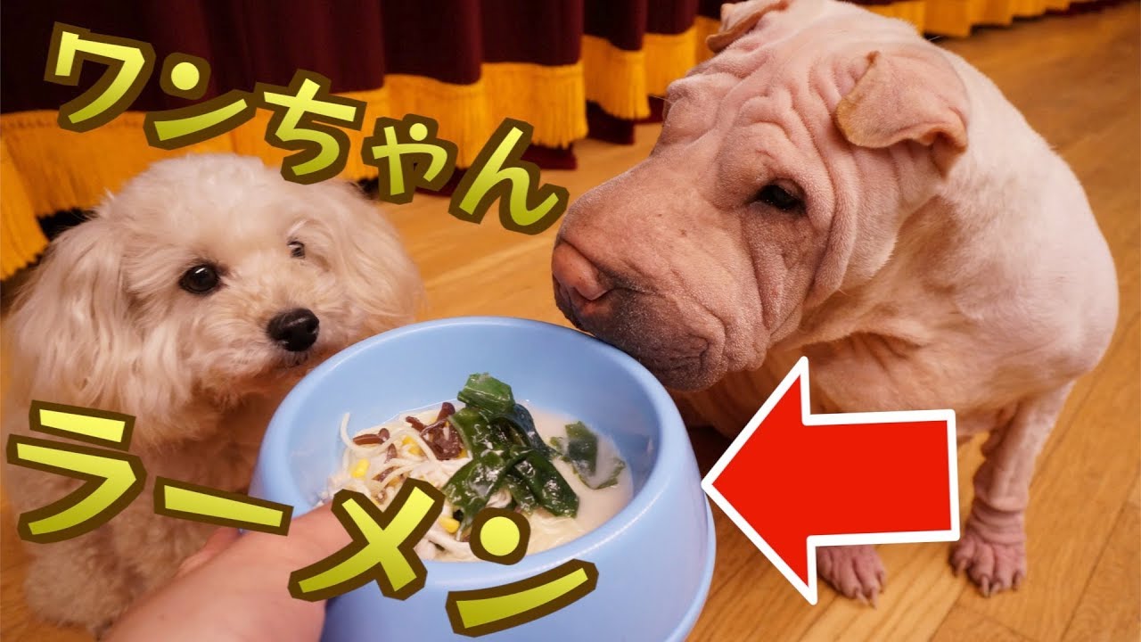 犬用ラーメン が超リアル 麺の食べ方がブサ可愛くておもしろい Ww Youtube