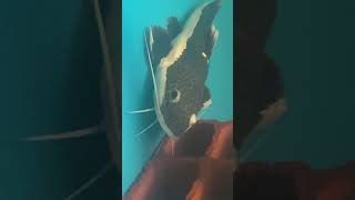 Venha mergulhar junto com as pirararas #peixe #fish #jumbo #pirarara