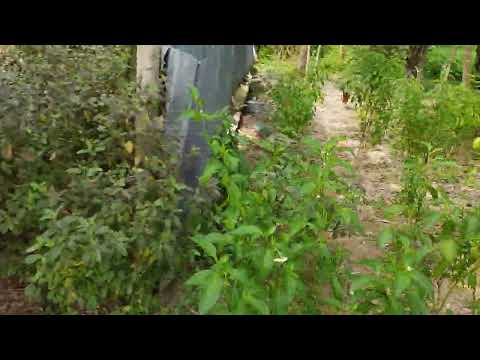 XXL XXL XXL XXL FREESTYLE 2024 XXL 2025 Xxwd5000xa XXL XXL XXL XXL FREESTYLES