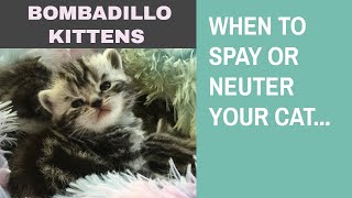 When to spay or neuter your cat