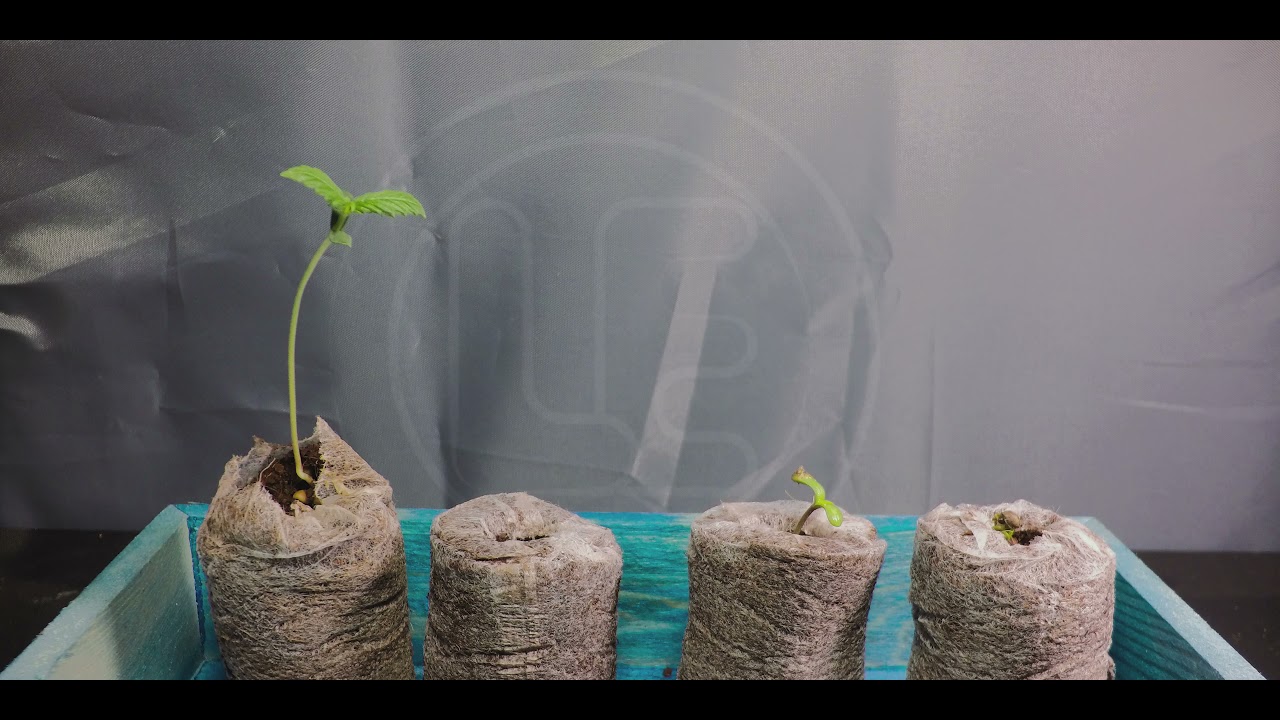 Cannabis  Growing in Timelapse  4K