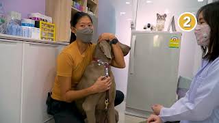 หมาลัย : วิธีช่วยคุณหมอจัดท่าสุนัขเวลามาคลีนิค