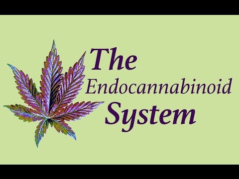 What is the Endocannabinoid System?