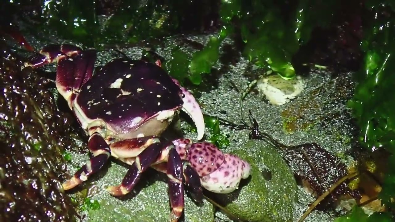 Purple Shore Crab (Harris Beach, Oregon)