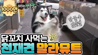 A genius Malamute dog which knows how to buy a chicken skewer on its own!!