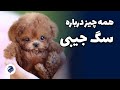 توضیحات راجب سگ جیبی در پتشاپ گلبا Petshop Golba Teacup Puppy 
