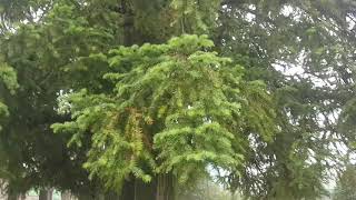 China fir OR China Tosh tree at Masobra Shimla 3rd August 2019