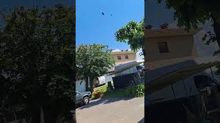 Azienda invasa dalle api. Enorme saccheggio in atto.🐝🍯😱