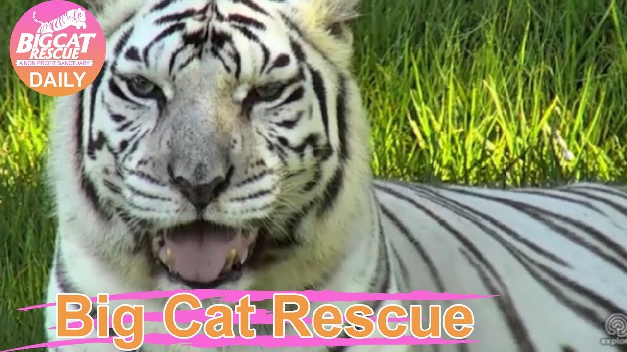 big cat rescue white tiger
