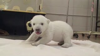 Animals Standing Up For The First Time