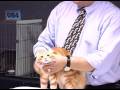 Champion American Curl Cat の動画、YouTube動画。