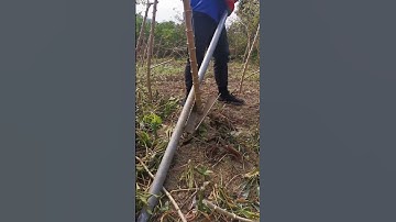 Thumbnail of Digging  Manihot  (  Cassava  ) Do You Know This Plant? #satisfying #short