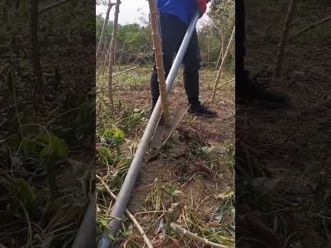 Video: Tapijokos šaknų nuėmimas: sužinokite, kada nuimti tapijokos šaknis soduose