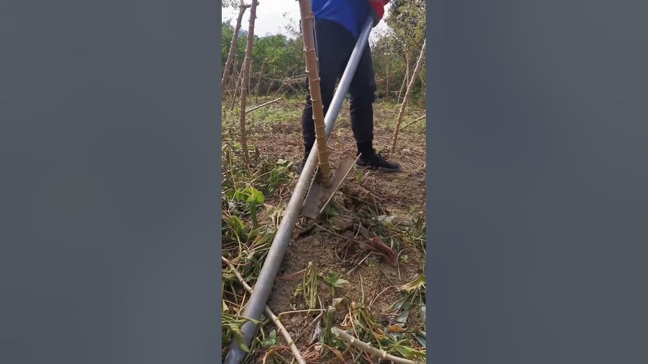 Digging  Manihot  (  Cassava  ) Do You Know This Plant? #satisfying #short
