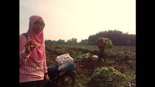 Nanas Punggur Juara Manisnya!