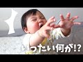 【生後281日】ぽぬの身に一体何が!?身近なアレに特大リアクション!/ご心配をお掛けしました!今日から動画再開です (Day 281. Ponu's big reaction!)