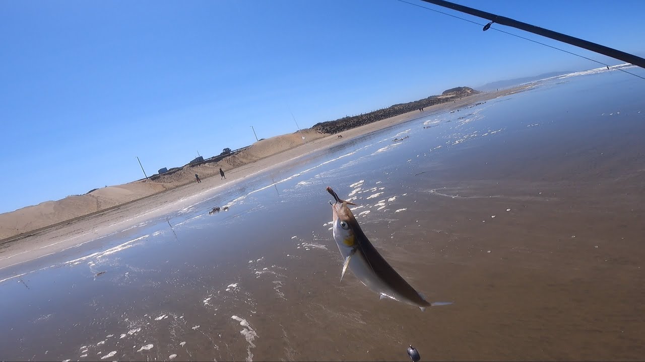 EP.3 surf fishing || Jack smelt || Sand crabs