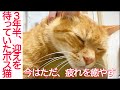 3年間待った野良猫の疲れを癒やす Rest of the ex-boss cat