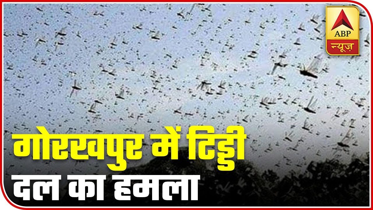 Locust Attack In UP`s Gorakhpur | ABP News