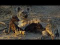 Cute Hyena Babies Nursing