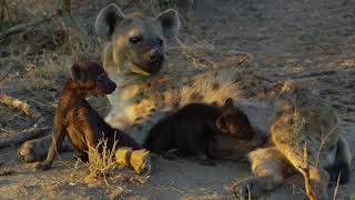 Cute Hyena Babies Nursing