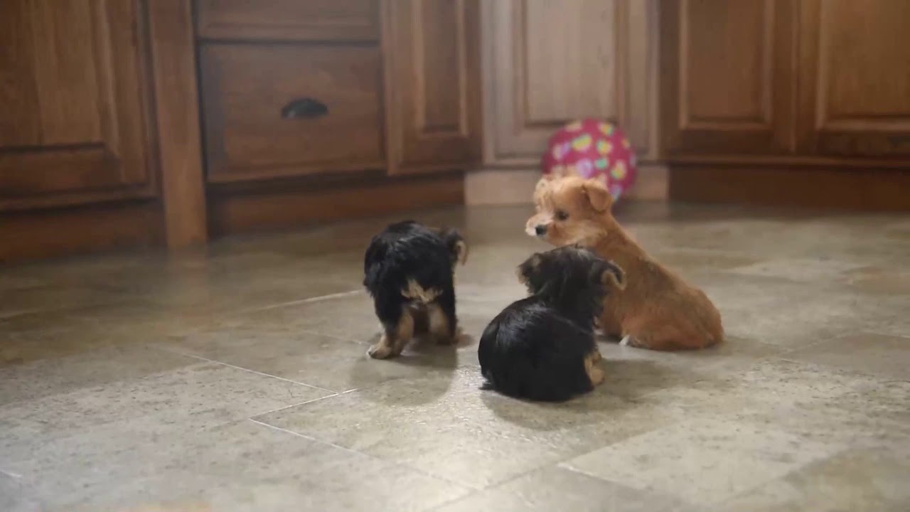 YorkiePoo Puppies For Sale YouTube