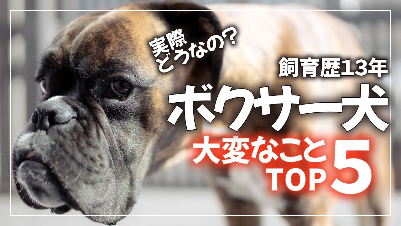 Top 5 hardest things about having a boxer dog - YouTube