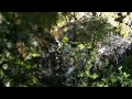 Rhythm of nature / 自然のゆらぎ