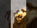 Zebra Unexpected Escape From Lioness. Fight scene.  #shorts #lion #zebra
