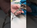 Four Day Old Black Beauty Ringtail Mosaic Sugar Glider