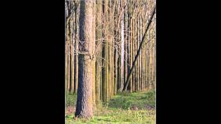 Beke Door Het Oog Van