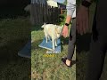 Troubleshooting “Stand” Dog Trick 🤩 #shorts