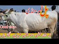 Qmbar Pul mandi | Hf Holstein friesian Heifer For Sale Mandi | Top Jersey Heifer For Sale Mandi