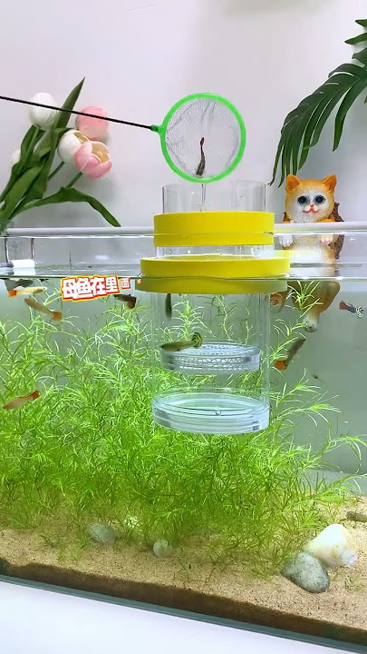 Use this double-layer breeding box #fish #guppy #aquascape #aquarium #fishkeepinghobby #fishtank
