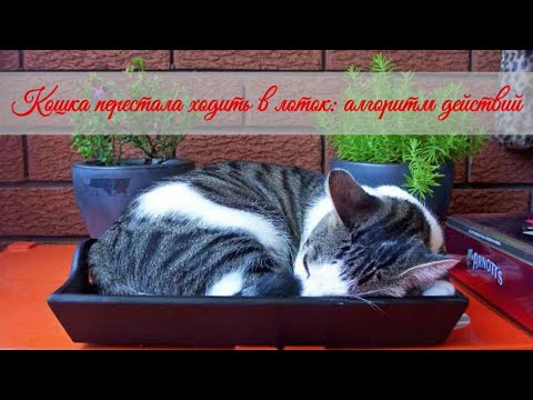 Кошка перестала ходить в лоток Алгоритм действий The cat stopped going to the toilet what to do